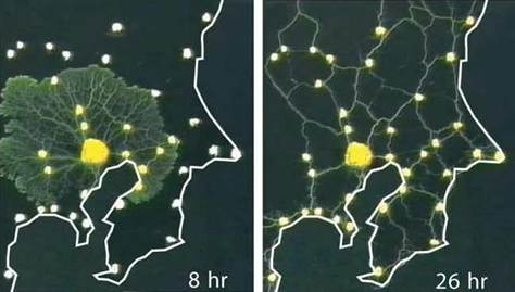 100121-science-slimemold-hlarge-1p.grid-6x2