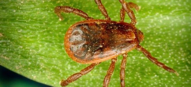 Water absorbed from humid air: brown dog tick