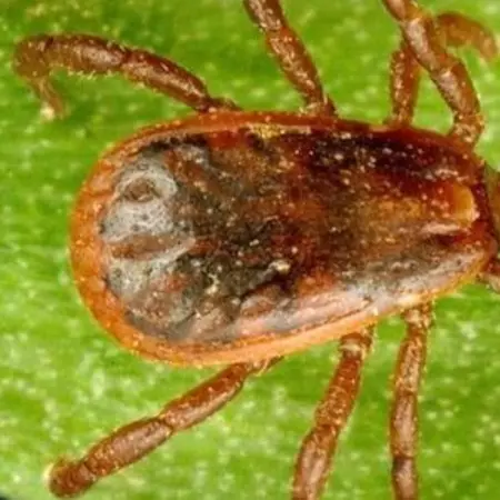 Shelter - Biomimicry inspiration