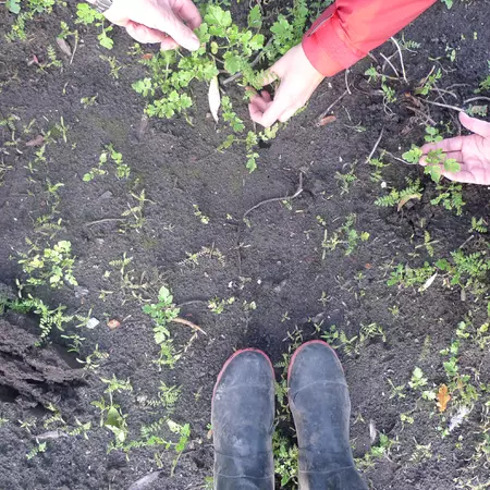 Observing wild plants and their roles in the initial situation.