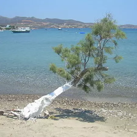 Design using biomimicry