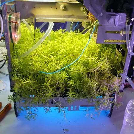 Changes and rhythms in computers, plants and people