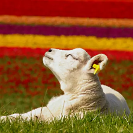 Landbouw en visserij op texel