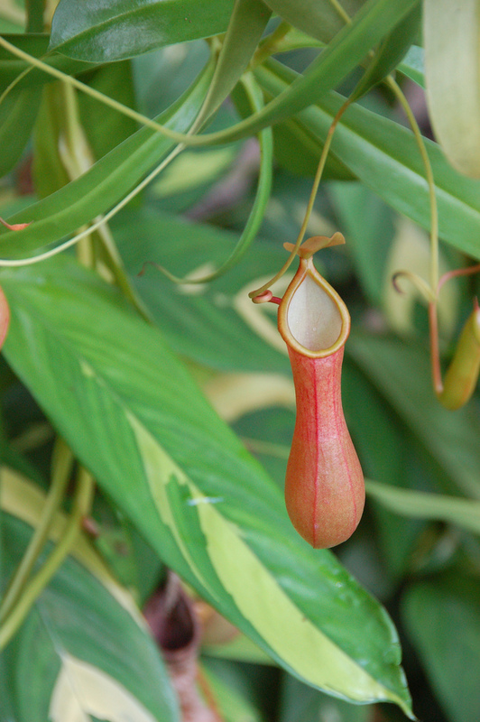 510948435_59f3af6de2_b