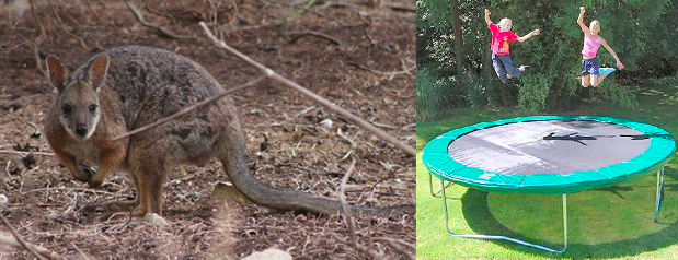 tammar wallaby vs trampoline