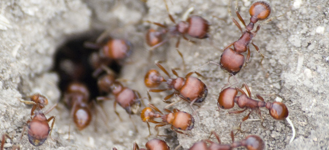 Red harvester ants