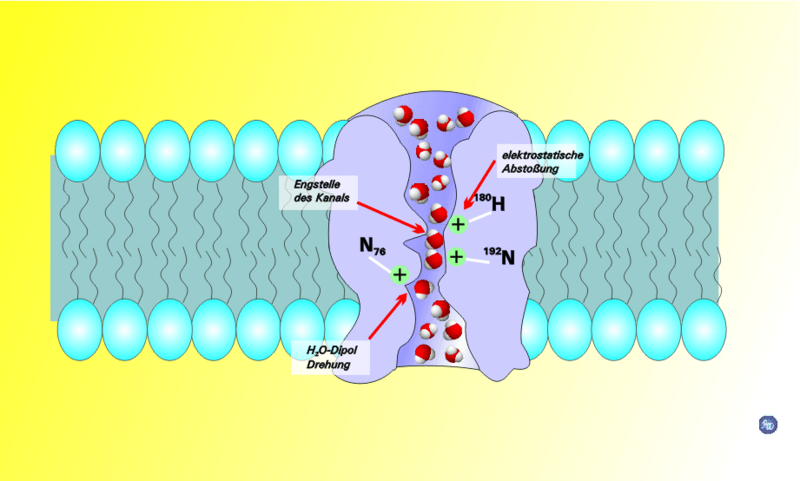Aquaporins: purifying water