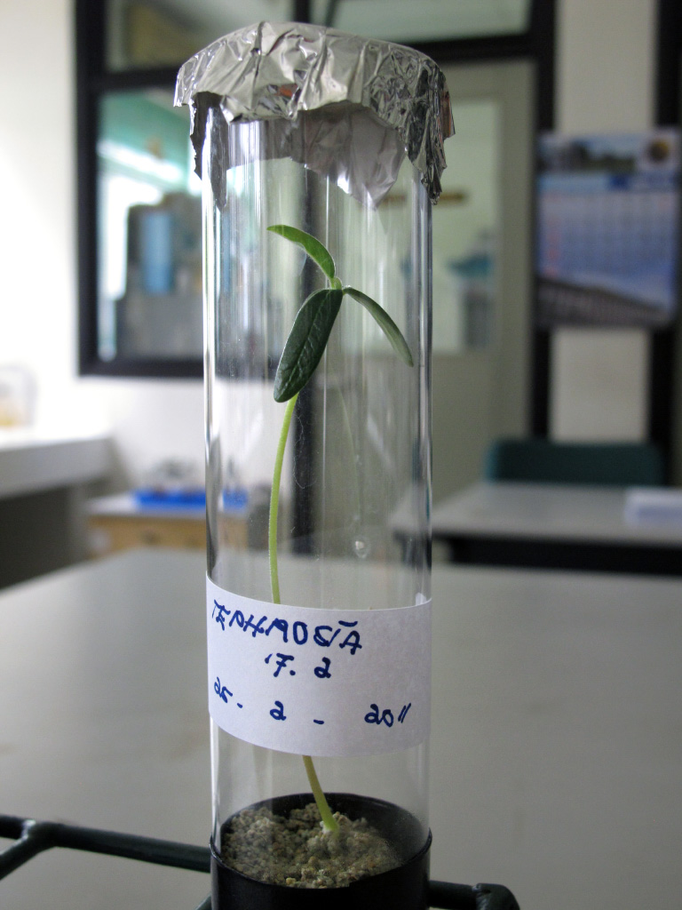 Experiment using Rhizobium bacteria to grow legume plants on Mount Merapi volcanic soil at the microbiology lab of Prof. Irfan D. Prijambada in Yogyakarta.