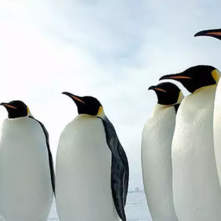 Origin of Playce and saying "hello" to Biomimicry design