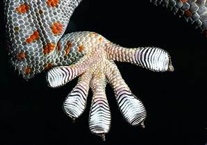 Bio-Mimicry: Imitating nature in engineering