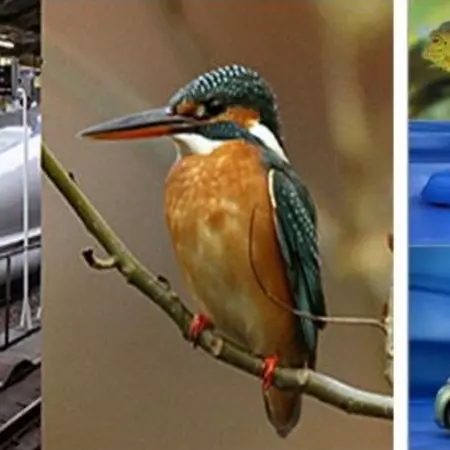 Inspiration coming from nature