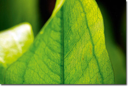 Plants: a great example for storing energy