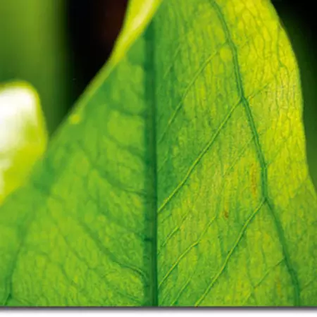 Biomimicry: produce and store energy