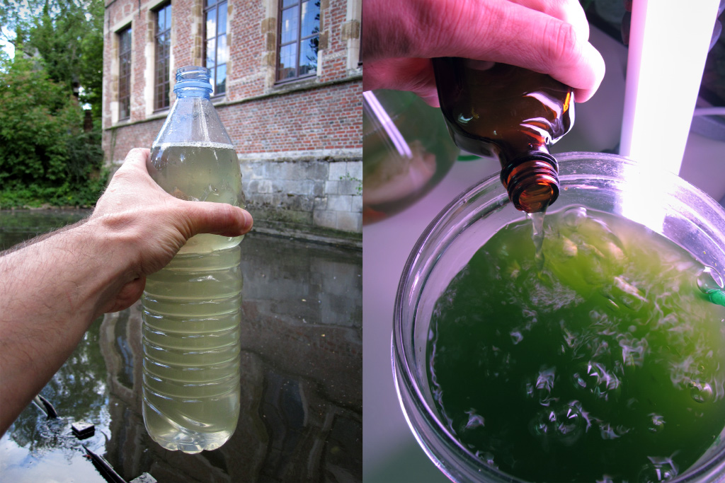 Culturing green algae for the Biomodd Workshop Sint-Nikaas. For this purpose local algae are mixed with an older culture that has been used in art projects since 2003.