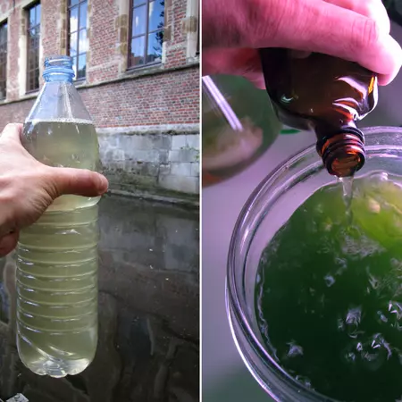 Single cell algae have been a consitent component of all Biomodd projects.