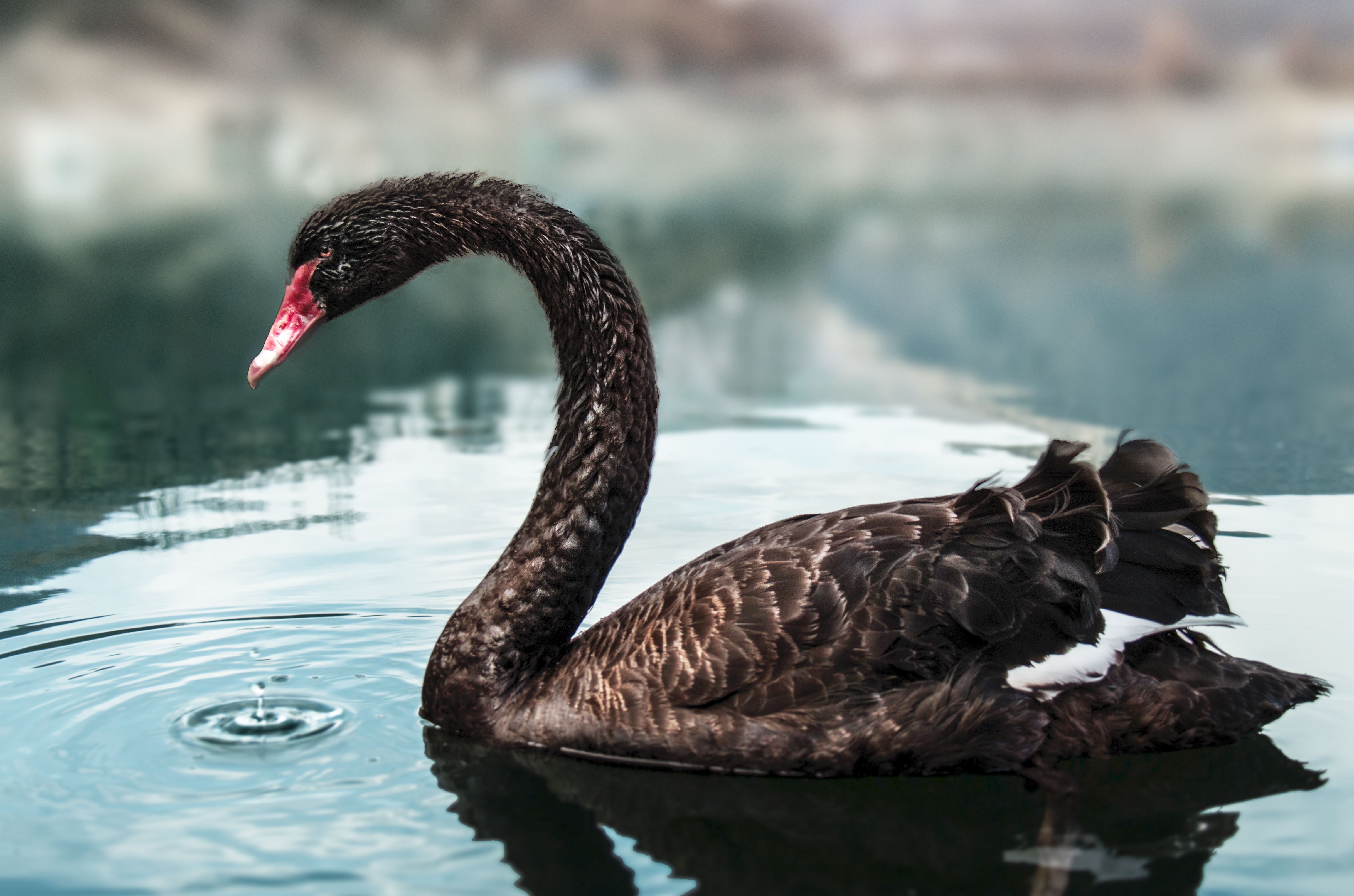 Black swan.jpg