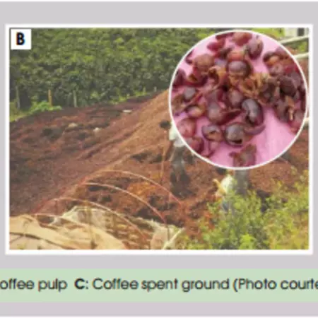 Pathway for the mushroom cultivation center