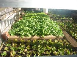 Community Gardens in Richmond, Virginia