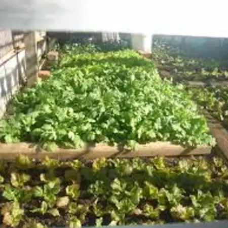 Of Community Gardens and Conscience