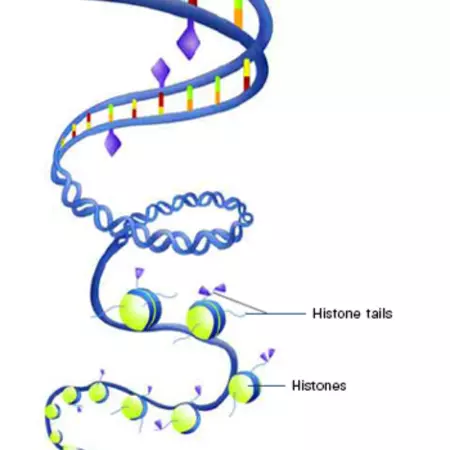 DNA folding