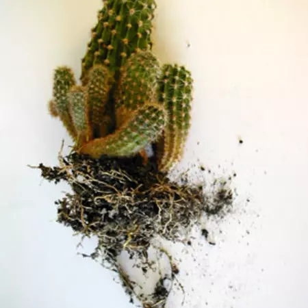 Cactus and roots Cactus and roots