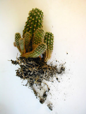 The cactus with its roots
