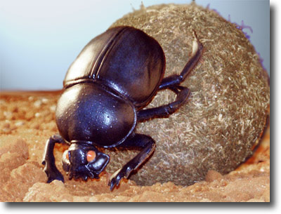 DUNG_BEETLE