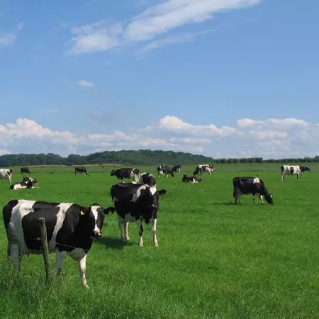 Bullying from the top