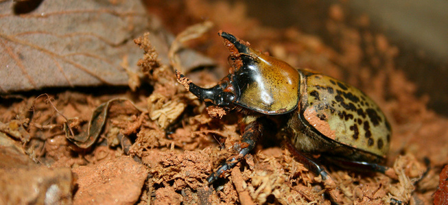 Hercules beetle