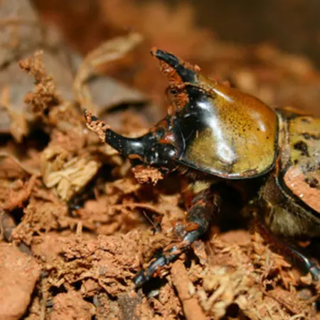 Implementation details