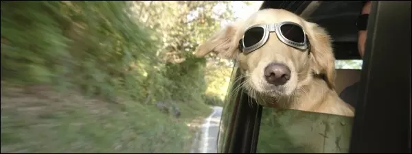 Hond-in-SUV-header.jpg