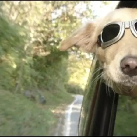 Rather a SUV than a dog