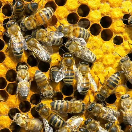 How can a classroom look like a honey comb ?