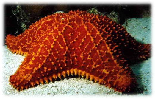 Star-fish inspiration