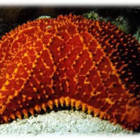 Shelter – Final Design – Presentation