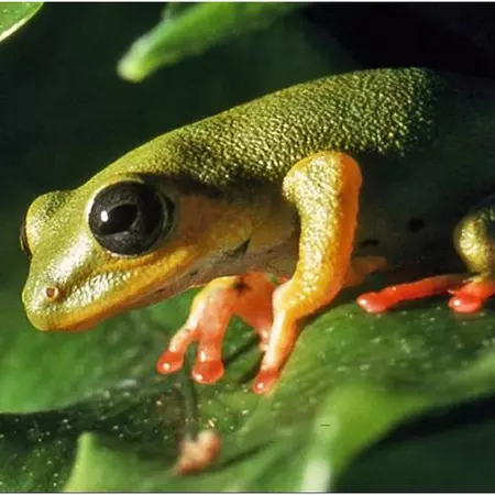 First approach to biomimicry