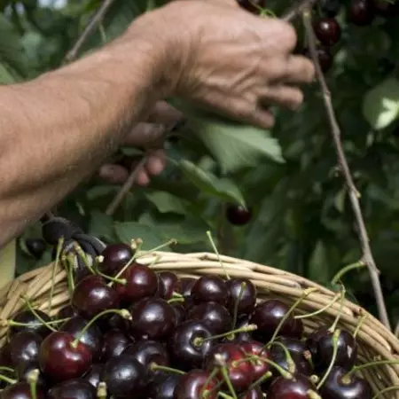 biologische groenten en fruit