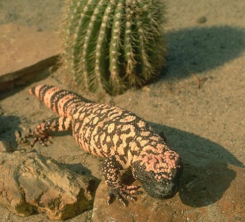 Dessert lizard and a cactus