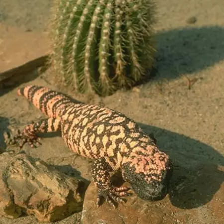 Shelter-Biomimicry design