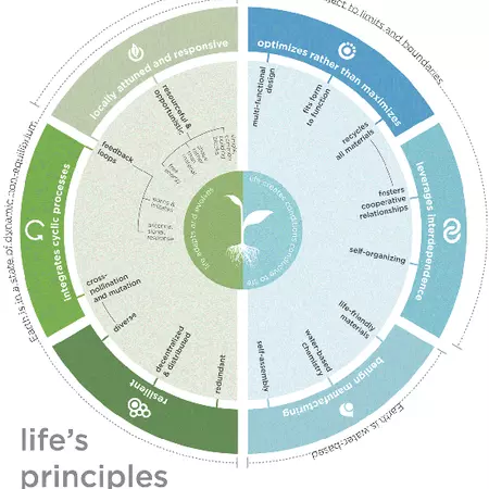 Applying Biomimicry to Global Issues