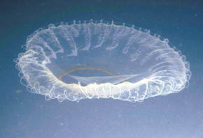 Inspiration for the ideal stadium