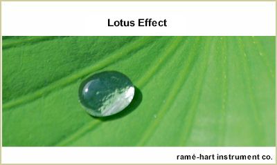 lotus_leaf