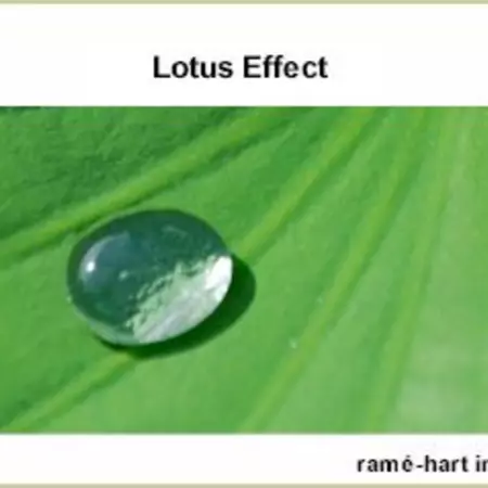 Lotus effect