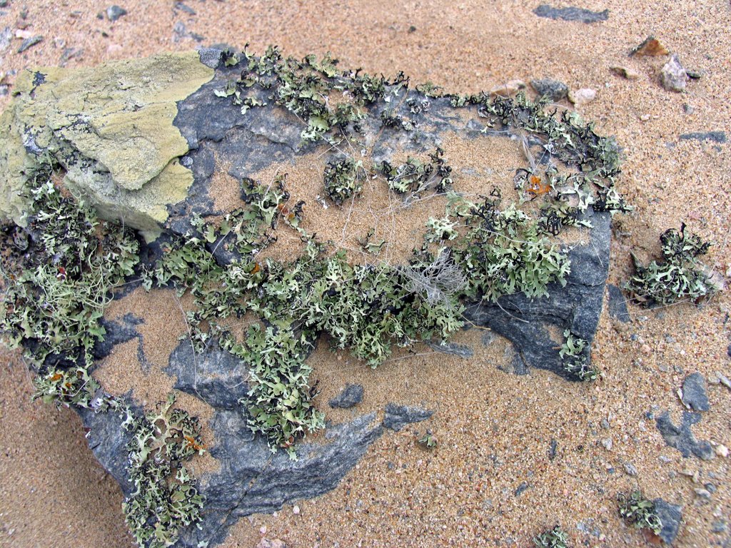 Namibian Lichen