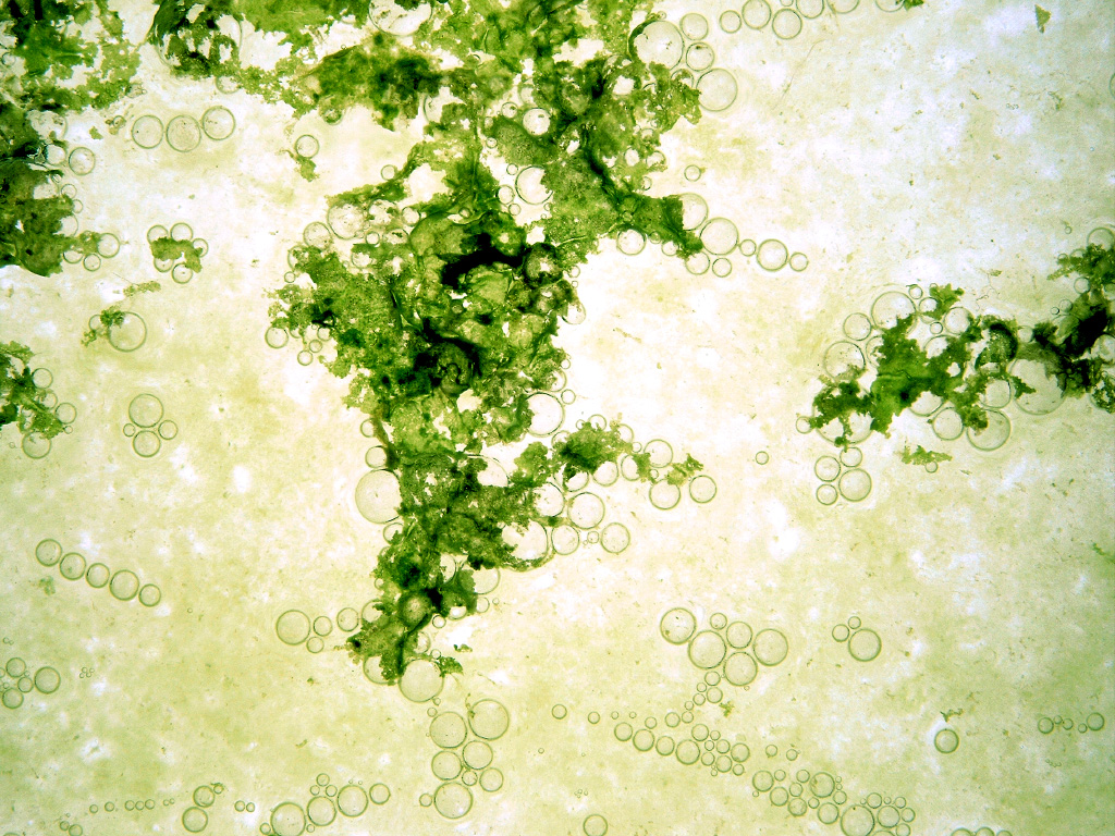 Observatorium [LVN1], 2003, green algae in light tables (detail).