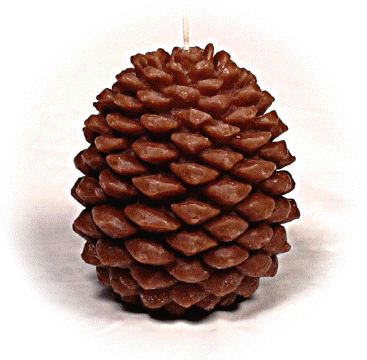 pinecone