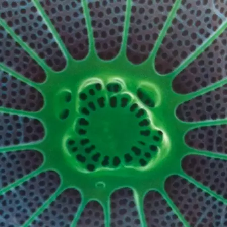 Biomimicry for transport