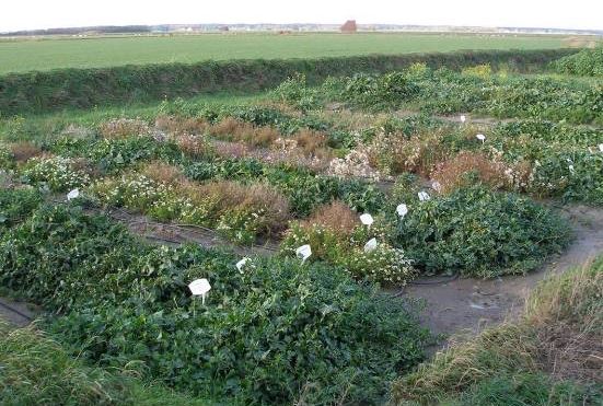 Saline garden with sea beet, scurvy, monk beard and samphire in 2008.
