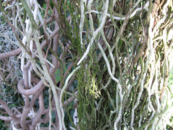 Hanging roots of the Orchidaceae