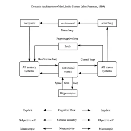 Figure 2: The dynamic architecture of the limbic system – redrawn after Freeman, 1999 p. 150 Figure 2: The dynamic architecture of the limbic system – redrawn after Freeman, 1999 p. 150